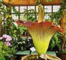 Amorfhophallus floare gigant, palmier sau casa de plante