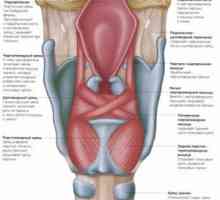 Anatomia laringelui - cartilaj și mușchi