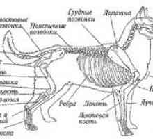 Anatomia câinelui: structura internă și externă a corpului