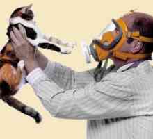 Pisici antiallergenice: pisica ideală pentru persoanele care suferă de alergii