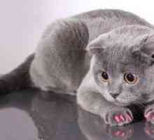 Antifits pentru pisici: Pisica ta are nevoie de cleme pentru gheare?