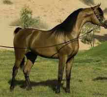 Cai rasa purpuriu arab, poze cu cai