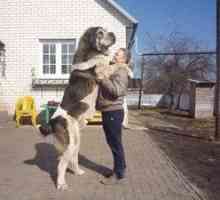 Armeană lupul gambru este o rasă de câini mari și puternici