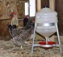 Mașină de băut pentru găini prin propriile mâini: fabricarea prin tehnologie