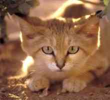 Pisica Barkhan: descrierea pisicilor de nisip