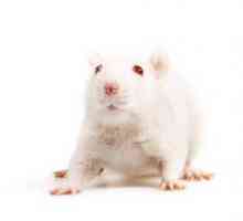 Șoarece alb - un animal de companie excelent decorativ