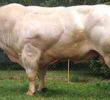 Rasa albastră belgiană de vaci