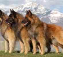 Câine ciobănesc belgian - o caracteristică a rasei de câini