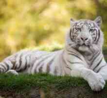 Tigru alb - animal exotic