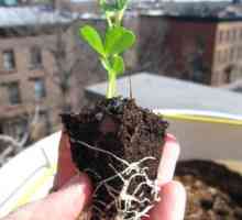 Păducel: plantarea și îngrijirea plantei în sol deschis