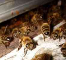 Boli ale albinelor: descriere și tratament