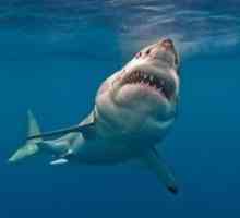 Marele rechin alb: caracteristicile și gamele