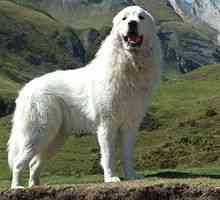 Marele câine de munte din Pirinei - descrierea rasei