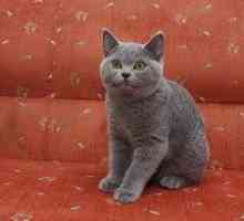 Pisica britanica: caracteristicile rasei