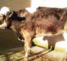 Bruceloza la vaci: cauze, simptome și tratament