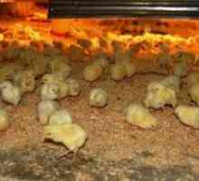 Cum se hrănește găinile: hrană la domiciliu