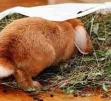 Cum să hrăniți un iepure decorativ la domiciliu