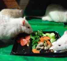 Cum să hrăniți un șobolan decorativ acasă