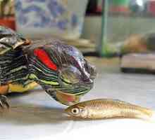 Ce să hrănești țestoasele cu broască roșie
