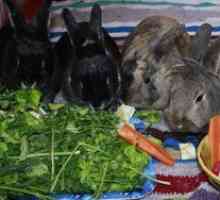Cum să hrăniți iepurii: condiții de hrană și hrană