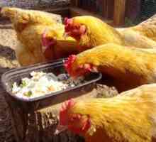 Ce să hrănească găina la găină ouătoare pentru a evita beriberi?