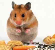 Poți să hrănești un hamster acasă