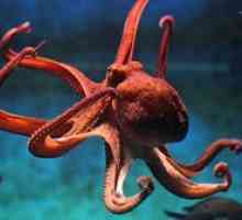 Ceea ce se hrănește cu caracatița și structura tentaculelor, ochiului, ciocului