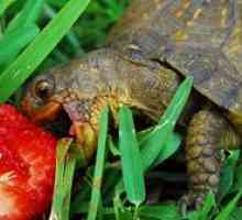 Ce trăiesc țestoasele în natură și acasă