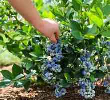 Ce să alimenteze primăvara grădinii: fertilizarea și fertilizarea