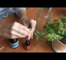 Cum să hrăniți geranium pentru înflorire abundentă, udare corectă