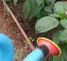 Cum se hrănește piperul pentru creștere: rețete pentru fertilizare pentru puieți