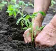 Cum să hrăniți roșiile după plantare în sol: roșii de îngrășământ