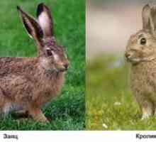 Ce iepuri sunt diferite de iepuri