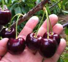 Cherry `large-fruit`: descrierea și nuanțele varietății în creștere