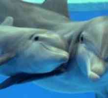 Black Sea bottlenose delfin caracteristicile caracteristice ale speciei