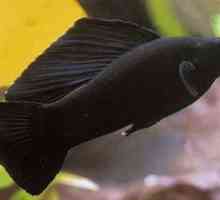 Black Beauty - moliezie de pește de acvariu. Îngrijire și îngrijire
