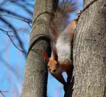 Ce mănâncă veverițele decât puteți hrăni veverițele în parc?