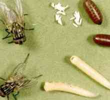 Ce mănâncă diferitele tipuri de muște și larvele lor