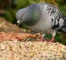Ce hrănește un porumbel acasă decât să-l hrănească pe stradă