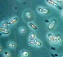 Ce sunt bacteriile anaerobe și infecțiile anaerobe?
