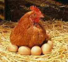 Ce trebuie să faceți pentru a planta o găină pe ouă