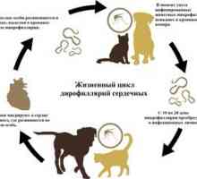 Ce este dyrofilariasis la câini