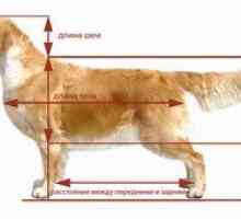 Care este greabantele unui câine, pentru ce este și unde este?