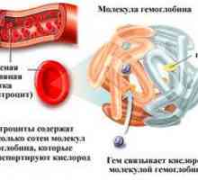 Ce crește hemoglobina la bărbați și cum se tratează