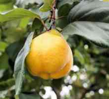 Un fruct minunat al unui copac de gutui, soiurile și proprietățile sale utile