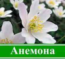 Floarea anemonei: plantarea unei anemone în sol deschis, îngrijirea florilor