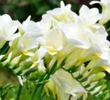 Flori Freesia: plantări de îngrijire în creștere și în aer liber