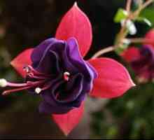 Fuchsia flower: cultivarea și îngrijirea la domiciliu