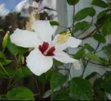 Floarea hibiscusului: descriere, reproducere prin semințe