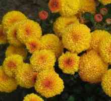 Floarea "crizantema multiflora": plantare și îngrijire